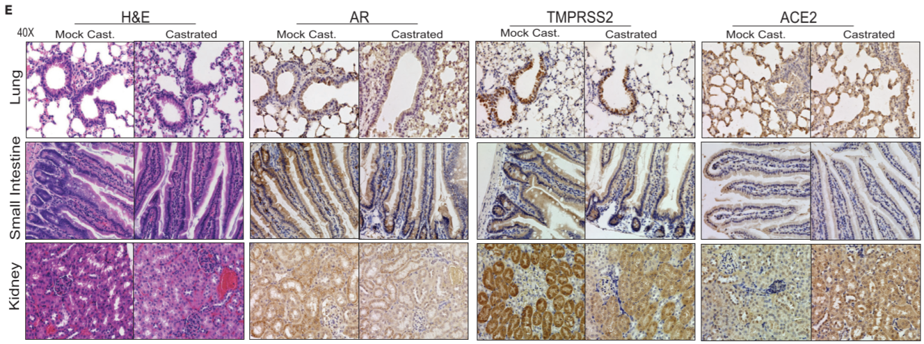 Figure 1. Effect of androgen deprivation by castration on the expression of TMPRSS2 and ACE2 in adult male mice